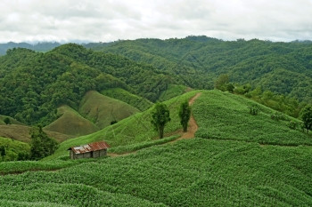 门户14覆盖草和树木的绿色山岳风景天空场地图片