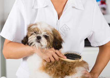 烘干仔宠物兽医在洗完澡后擦干你的狗石津图片
