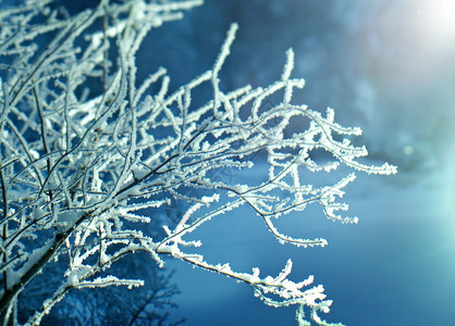 冻结的冬季现场美丽雪花图片