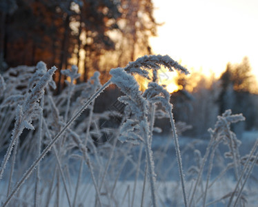 寒冬现场冻花朵景观蓝色的雪花图片