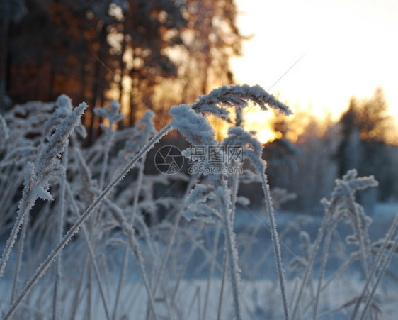 寒冬现场冻花朵景观蓝色的雪花图片