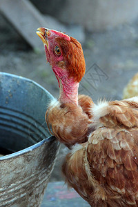 养鸡场用桶喝水农养鸟家禽国内的小鸡门户14图片