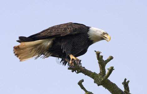 猛禽一只美国秃鹰在棵树枝上落下后就紧地刺入树枝里眼睛和爪子都清晰而锋利禽类捕食者图片