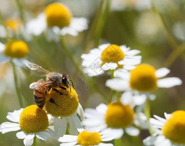植物食昆虫蜂蜜收集卡莫米亚花粉和蜜蜂图片
