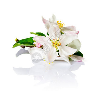蕊礼物春季苹果花的白底植物图片