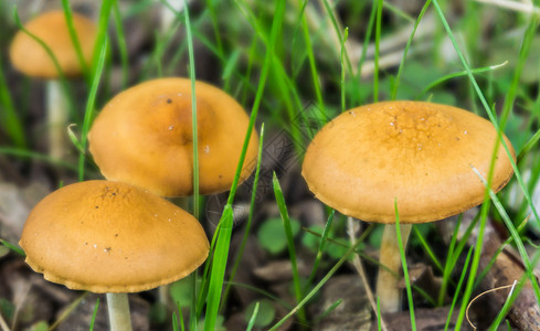 棕色的植物3个橙蘑菇青草关闭宏观图片