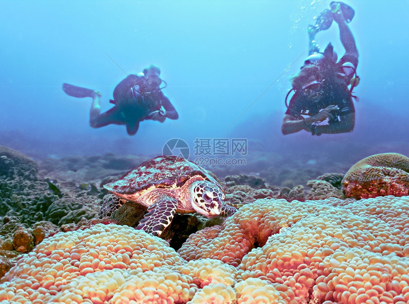 海洋里的海龟高清图片下载-正版图片307622586-摄图网