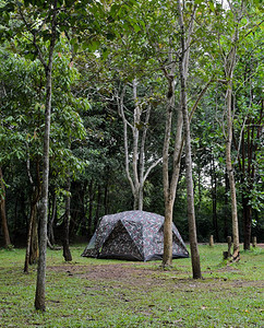 营地热带雨林的露营草夏天图片