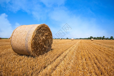 农场收割后带草粒的小麦田乡村热图片