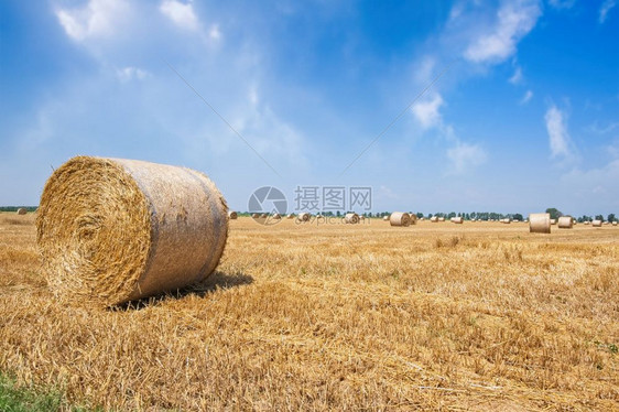 场地农村收割后带草粒的小麦田热图片