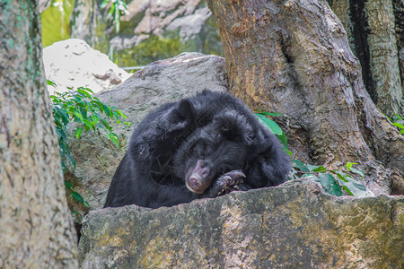 动物黑熊一天睡在岩石上季节灰色的图片