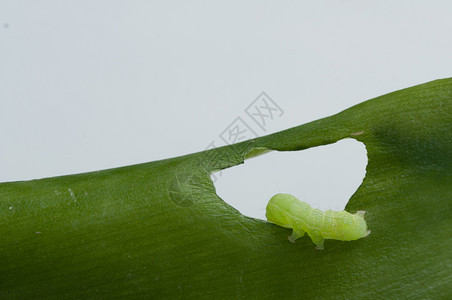 绿叶上的毛虫叶上的毛虫腿昆荒野图片