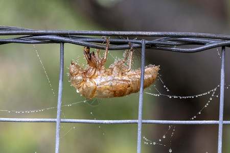 网络一只在蜘蛛网附近的栅栏上雨水图片