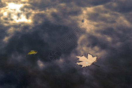 河流水面上飘着的落叶图片