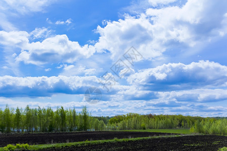 叶子与天空和森林的夏日风景照片树天图片