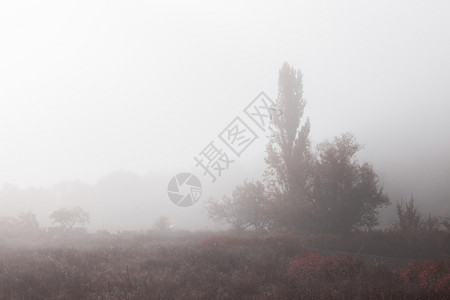被雾气笼罩的森林图片