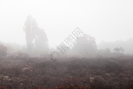被雾气笼罩的森林图片