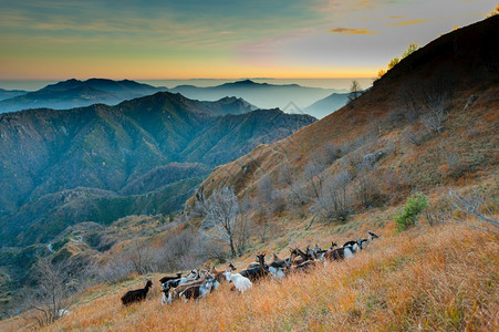 山区地貌中的一群山羊夏天爬坡道国民背景