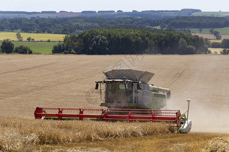 车辆玉米收成割时间在英格兰北约克郡农村砍伐小麦作物图片