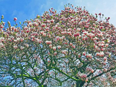 颜色荷兰春时闪耀的木兰花树季节盛开图片