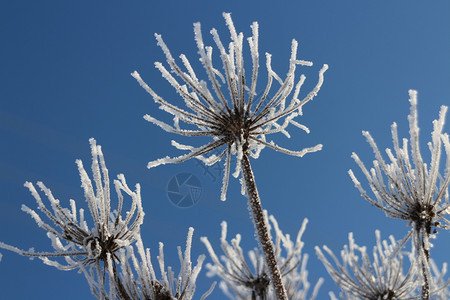 季节花序晴天白与蓝对准色空图片