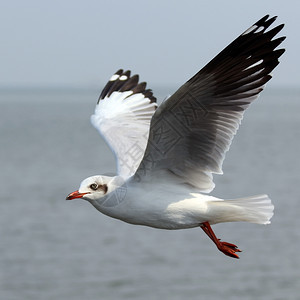 鸟类美丽的天空背景飞行海鸥自然水图片