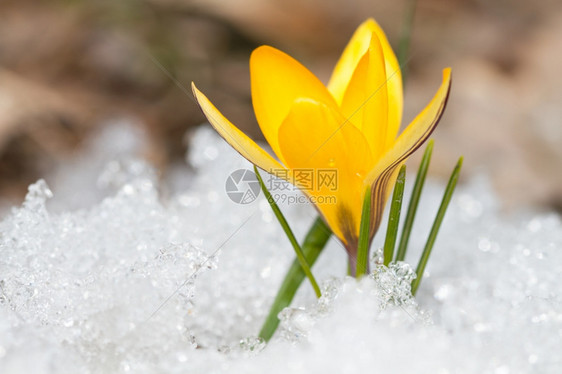 精美的春天雪上闪耀黄花冠天图片