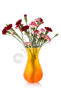 白色背景上隔绝的玻璃花瓶中康乃馨束春天庆祝浪漫图片