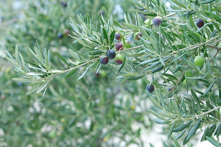 健康地中海橄榄树和枝间距木头图片