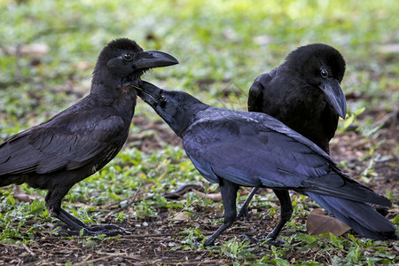 发黑长直黑暗的草地上三只黑羽乌鸦色的鬼背景