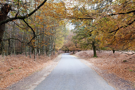 秋天森林里的道路图片