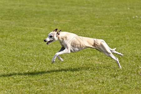 灰狗动物运的种族图片素材