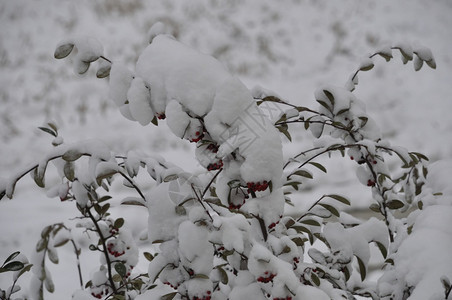 花园天气自然满是积雪的树枝图片