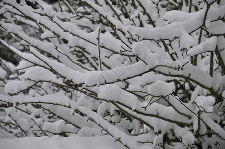 白色的满是积雪树枝霜寒冷图片