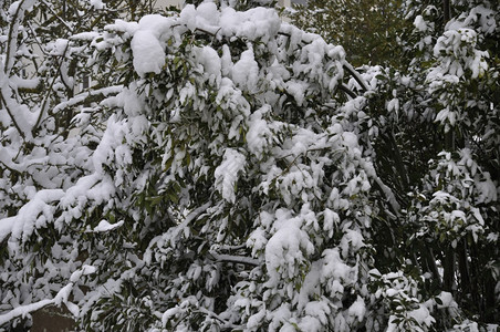 植物温度清除满是积雪的树枝图片