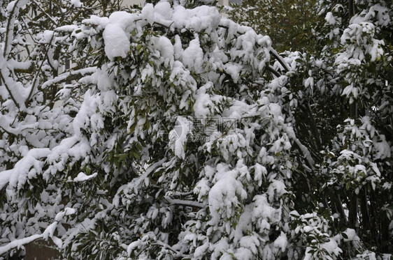 植物温度清除满是积雪的树枝图片