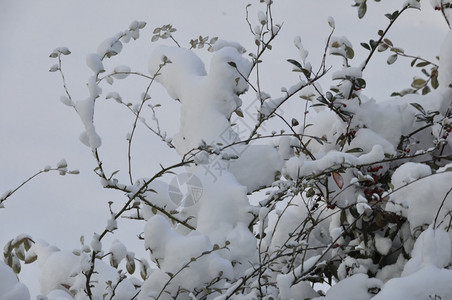 白色的蓝满是积雪树枝霜图片