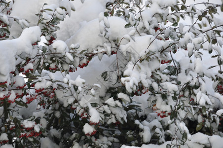 蓝色的环境满是积雪树枝冷冻图片