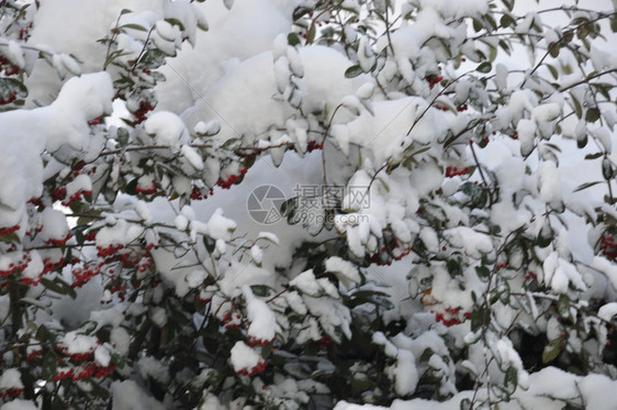 蓝色的环境满是积雪树枝冷冻图片