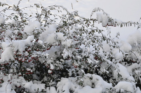 满是积雪的树枝天气白色冬图片