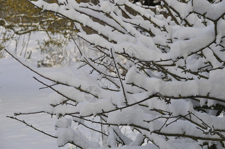 满是积雪的树枝覆盖蓝色花园图片
