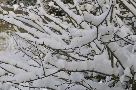 冷冻清除下雪满是积的树枝图片