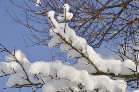 下雪满是积的树枝颜色人们图片