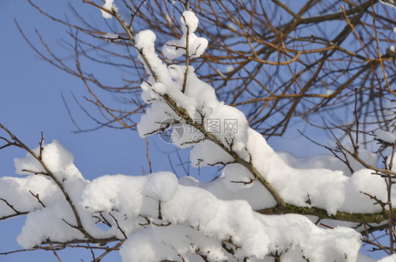 下雪满是积的树枝颜色人们图片