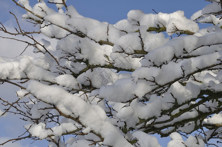 冷冻满是积雪的树枝天气户外图片