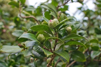 茶花白色的骆驼利亚花露紧闭绿色茶叶上的黄活塞有机图片