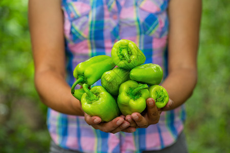 农民绿色庄稼女手中甜椒的收获农作物生长与繁荣的概念女农手中甜椒的收获图片