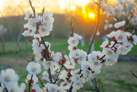 日出明夕阳的春树花朵美丽的户外花朵园美丽的室外开花园太阳景观图片