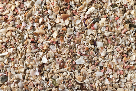 夏季海滩的粉碎贝壳作为背景黄色的海洋生活图片