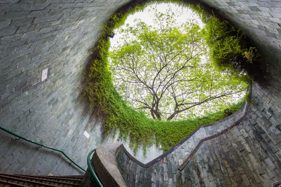现代的建造带楼梯和大树背景的地下穿越隧道新加坡福康宁公园游客的新地标旅行图片